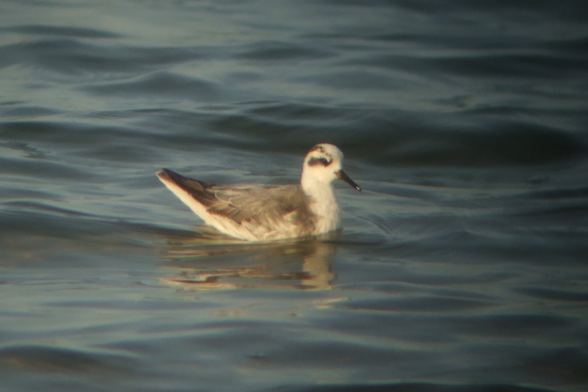 Phalarope à bec large - ML321286331