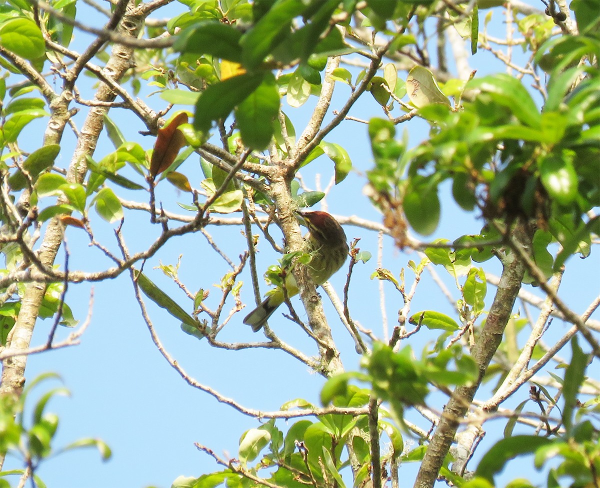 Palm Warbler - ML321287221