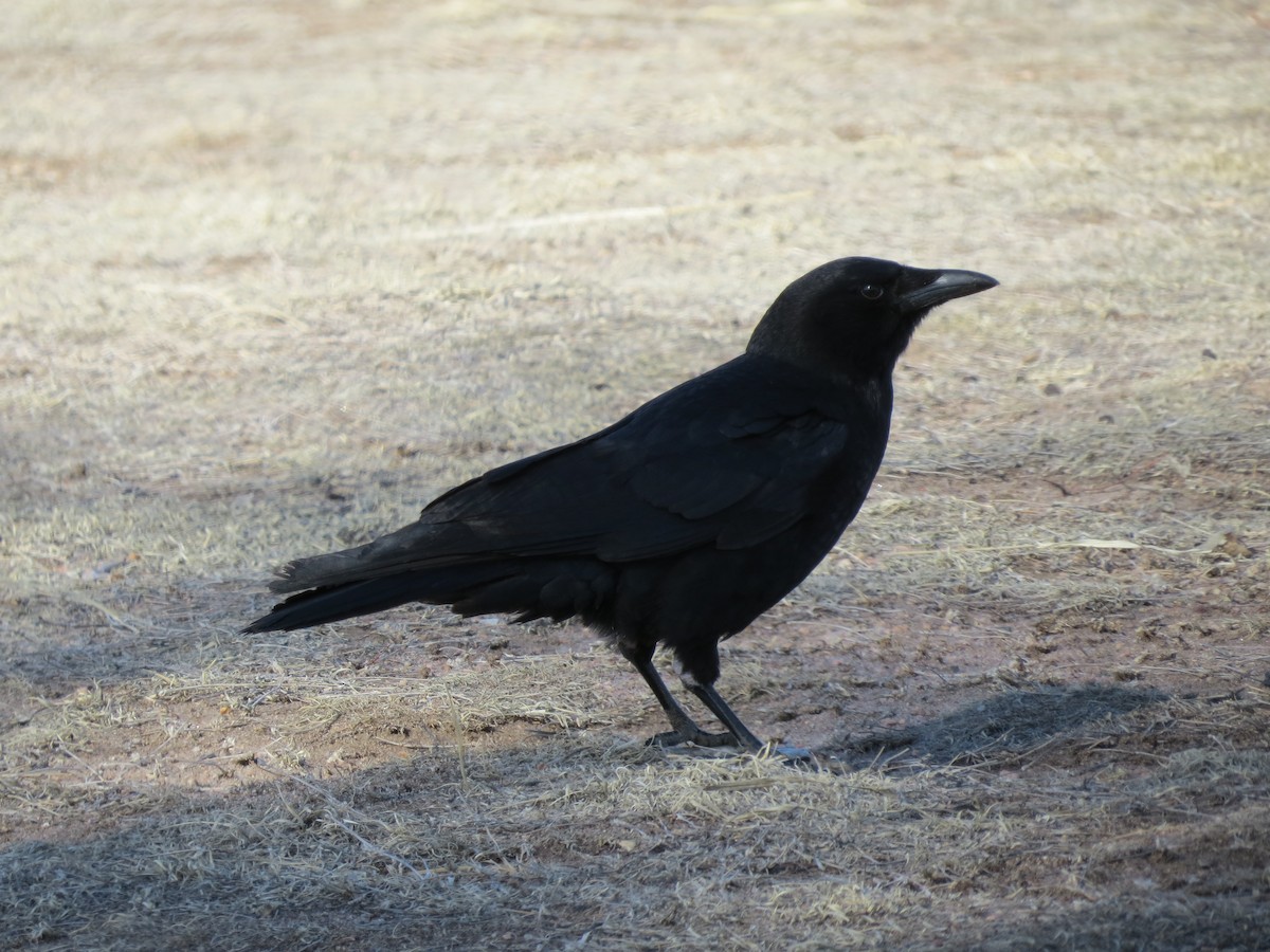 American Crow - ML321287971
