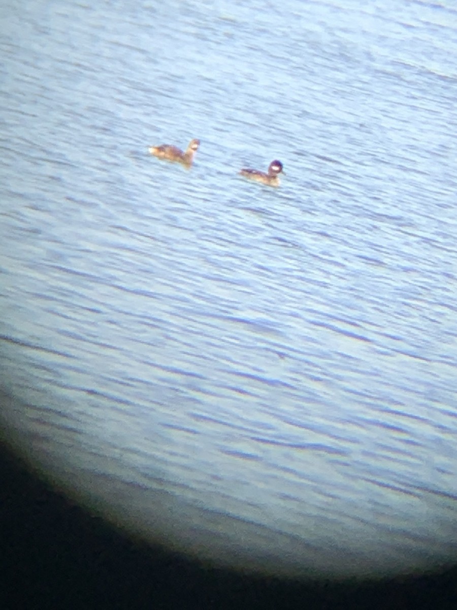 Bufflehead - ML321290131