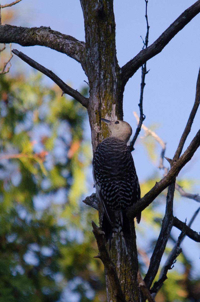 Red-bellied Woodpecker - ML32129161