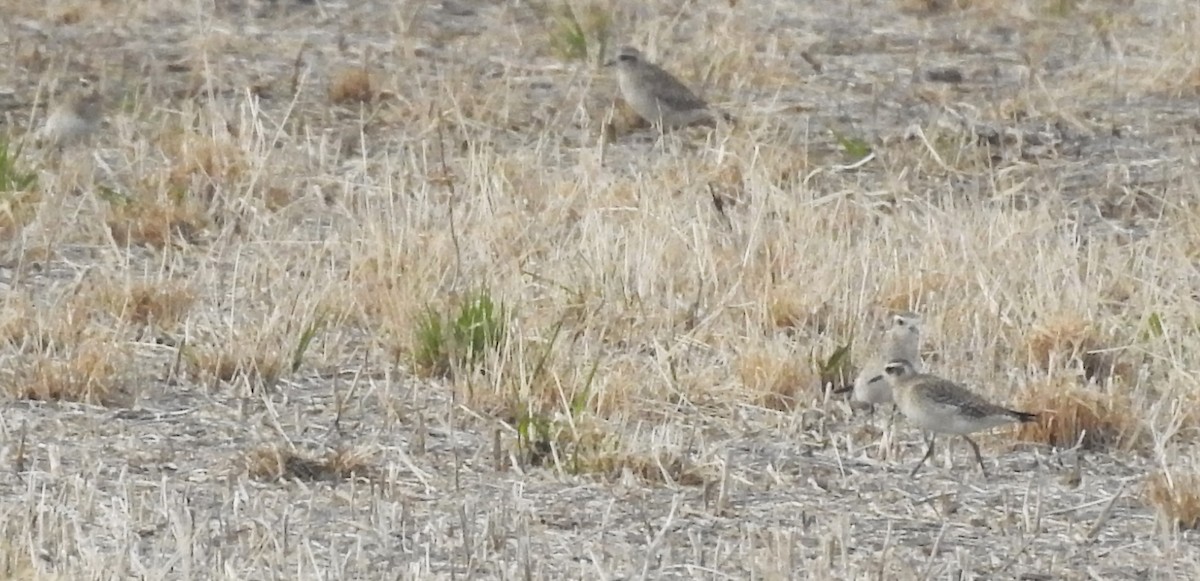 kanadalo - ML321292081