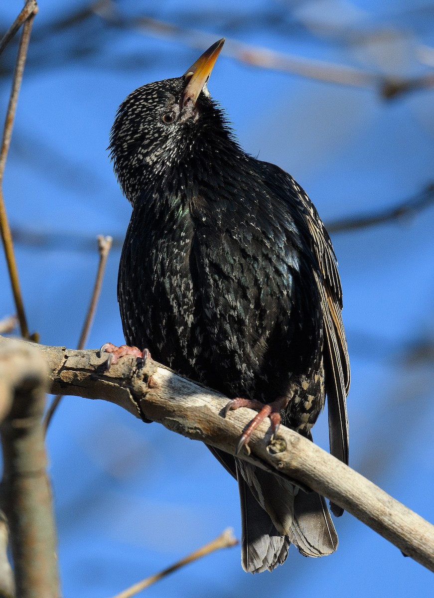 European Starling - ML321292741