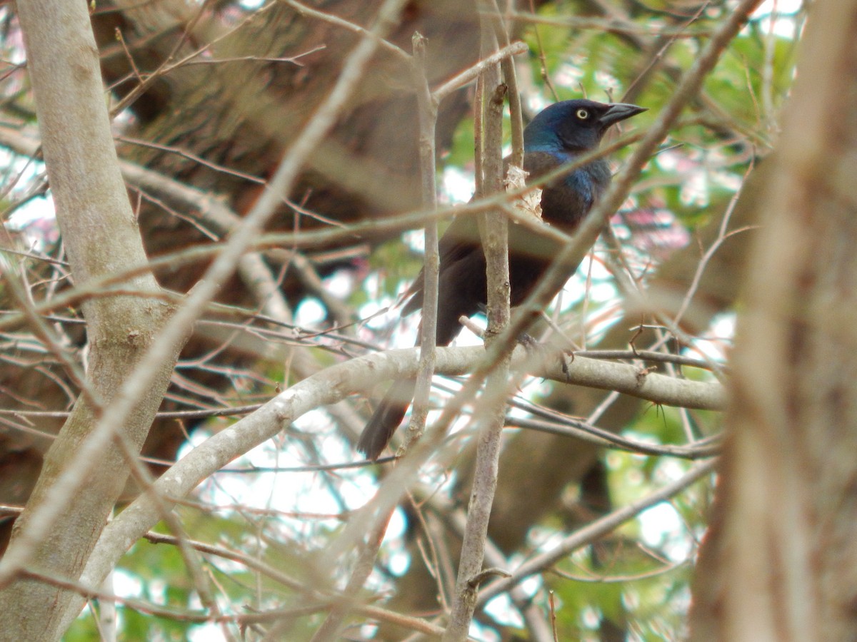 Common Grackle - ML321292931