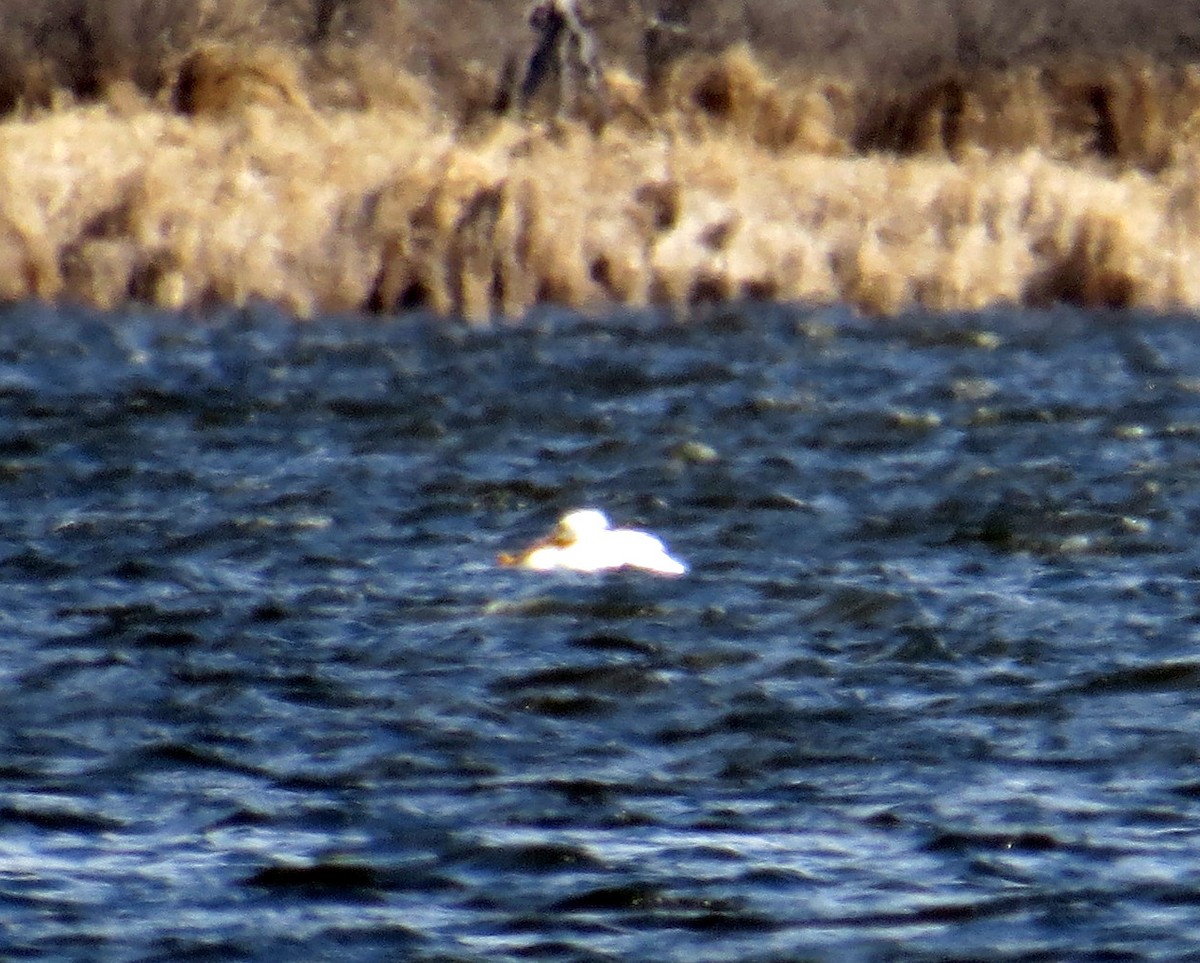 American White Pelican - ML321293601