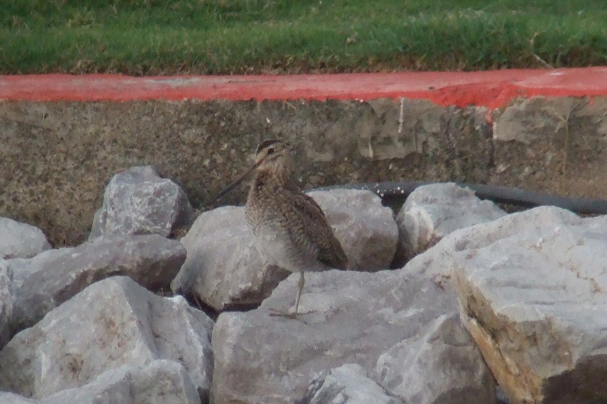 Pin-tailed Snipe - Oscar Campbell