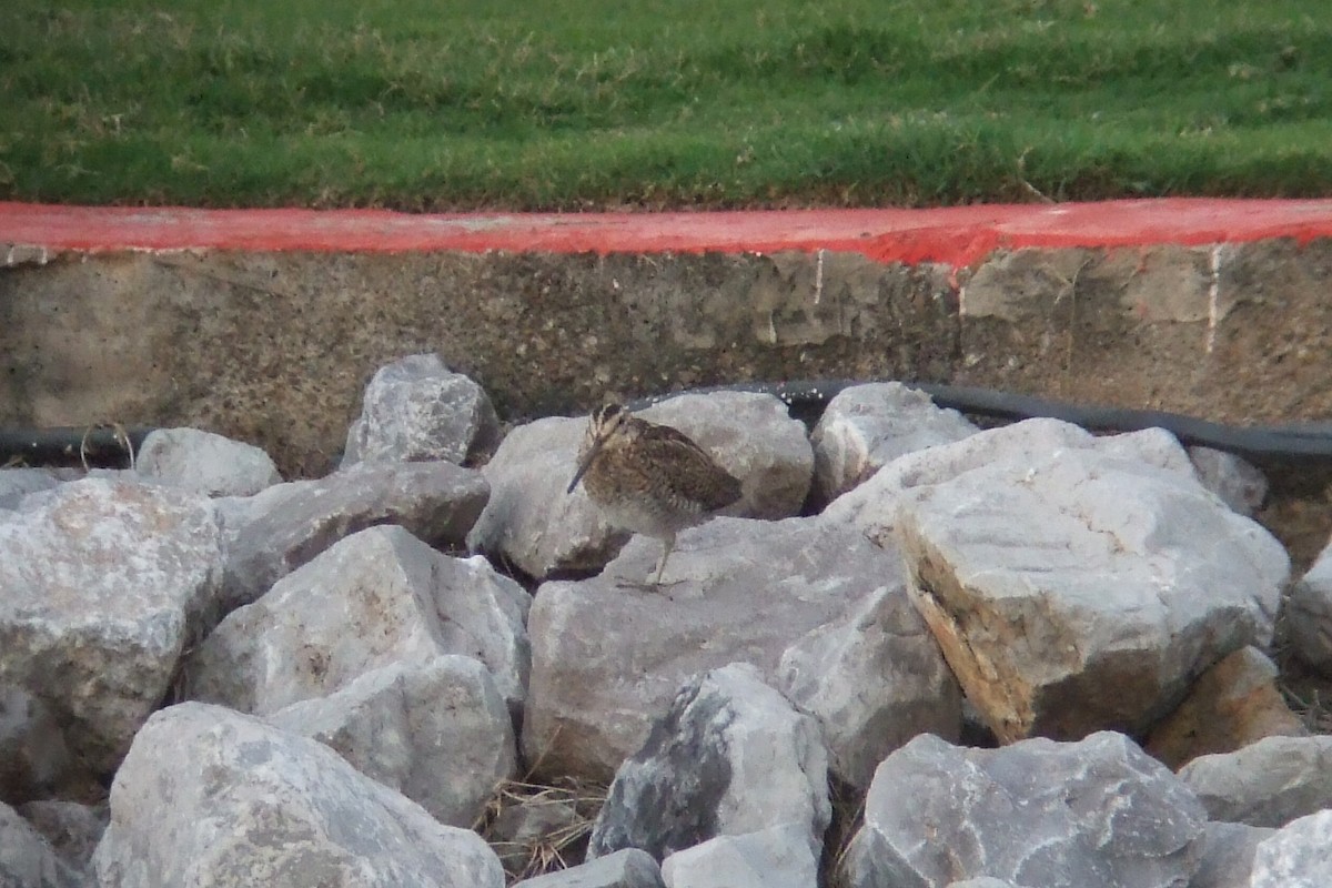 Pin-tailed Snipe - ML321295901