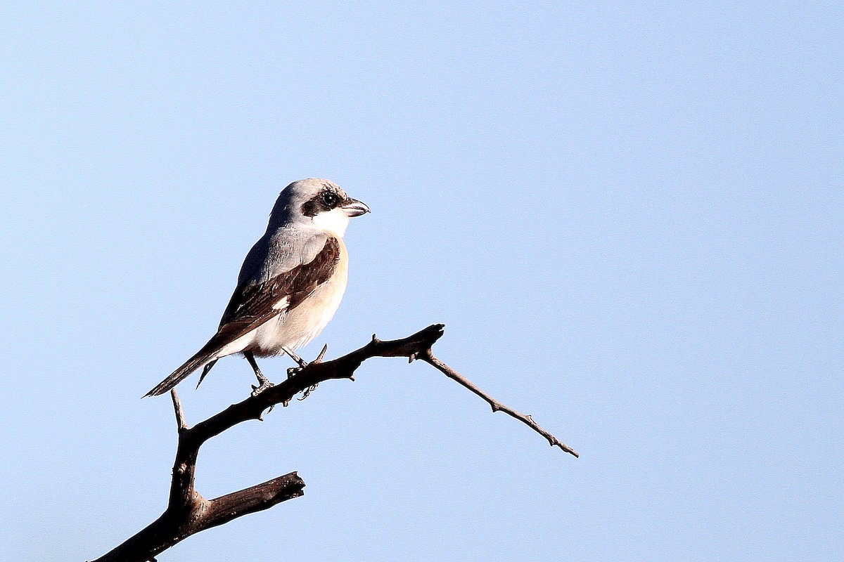 Lesser Gray Shrike - Soeren Andersen