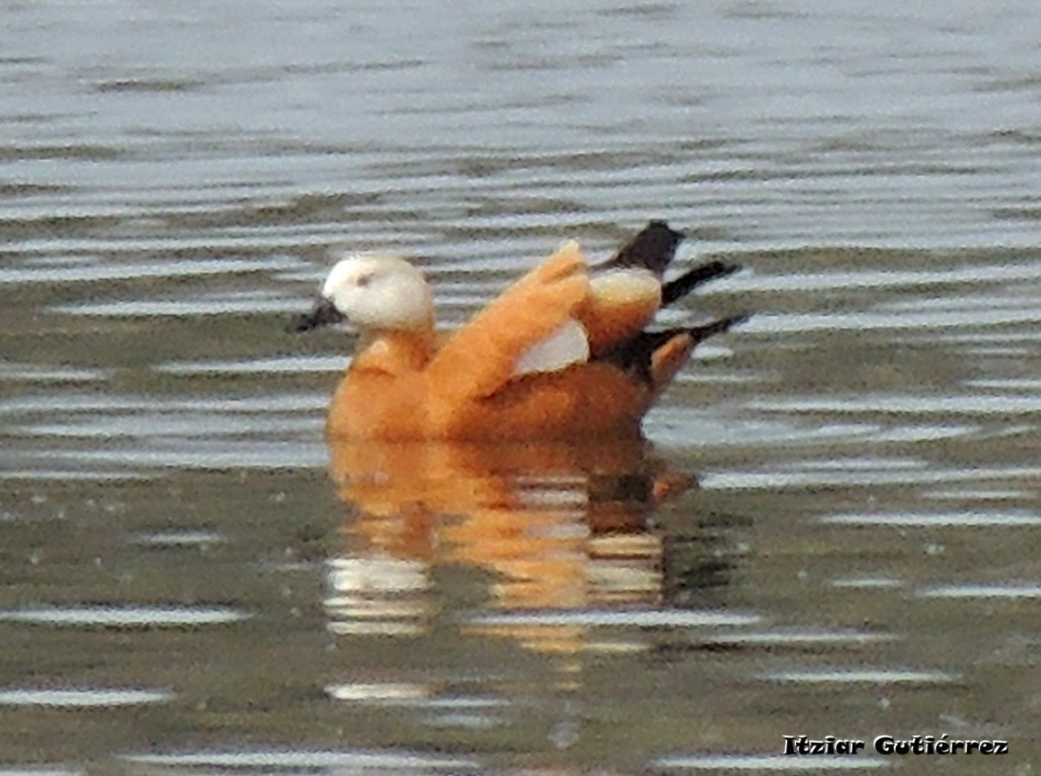 Ruddy Shelduck - Itziar Gutiérrez Uranga 🪶