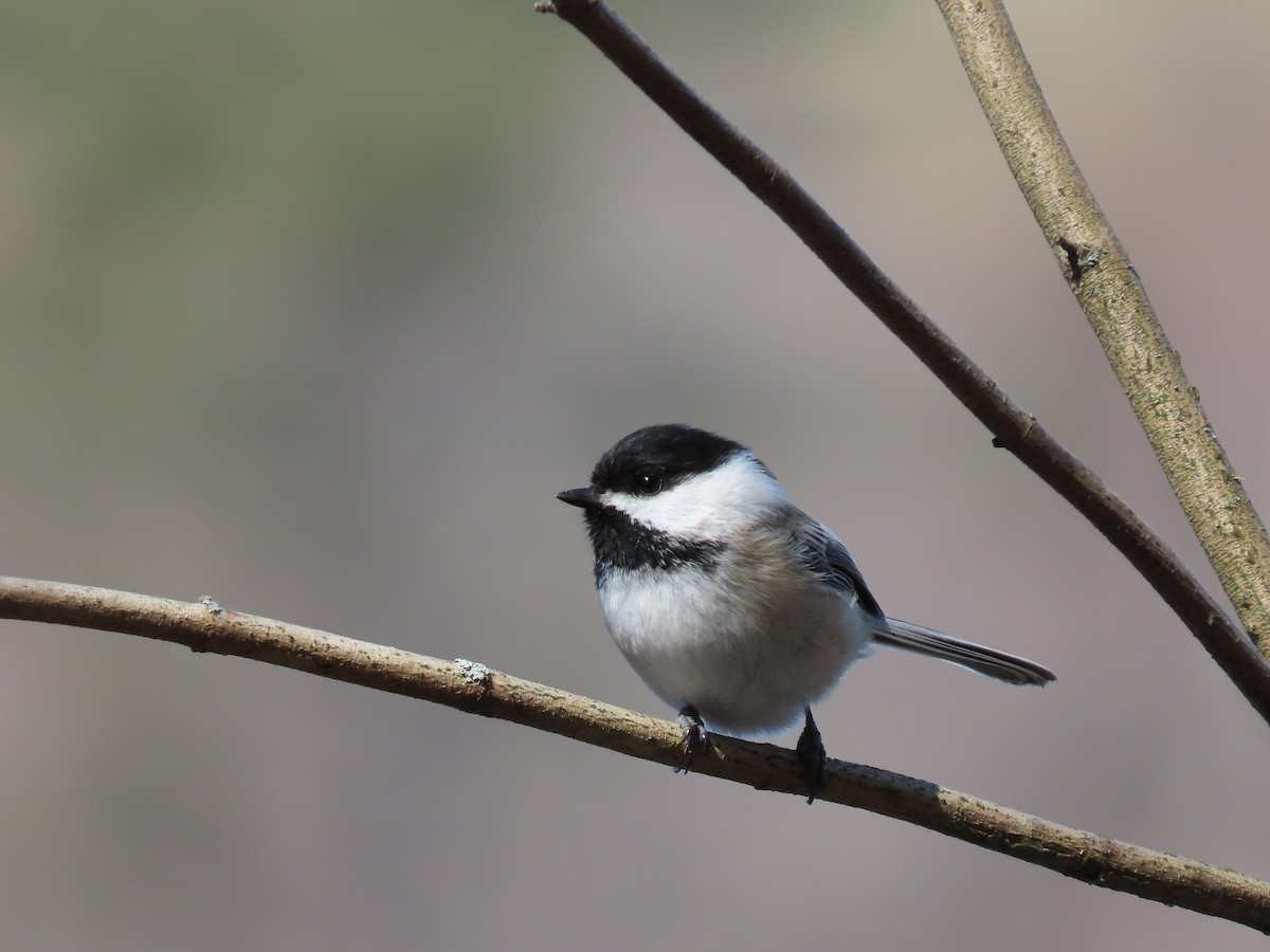 Black-capped Chickadee - ML321300021