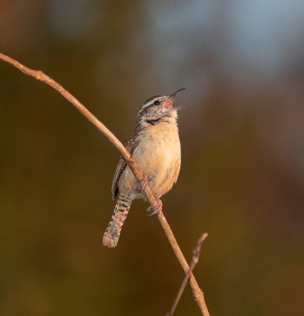 Carolina Wren - ML321300111