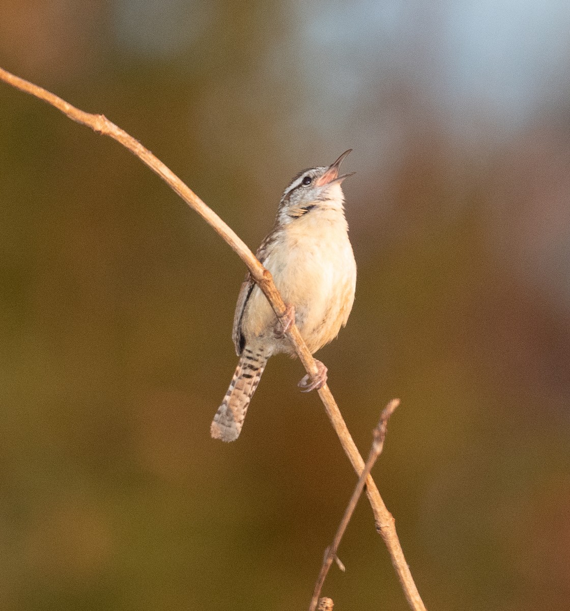 Carolina Wren - ML321300121