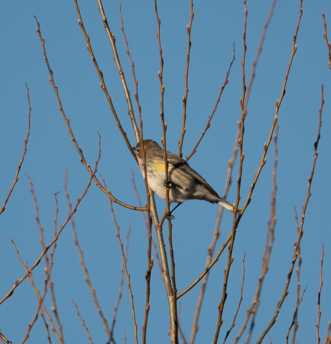 Yellow-rumped Warbler (Myrtle) - ML321300271