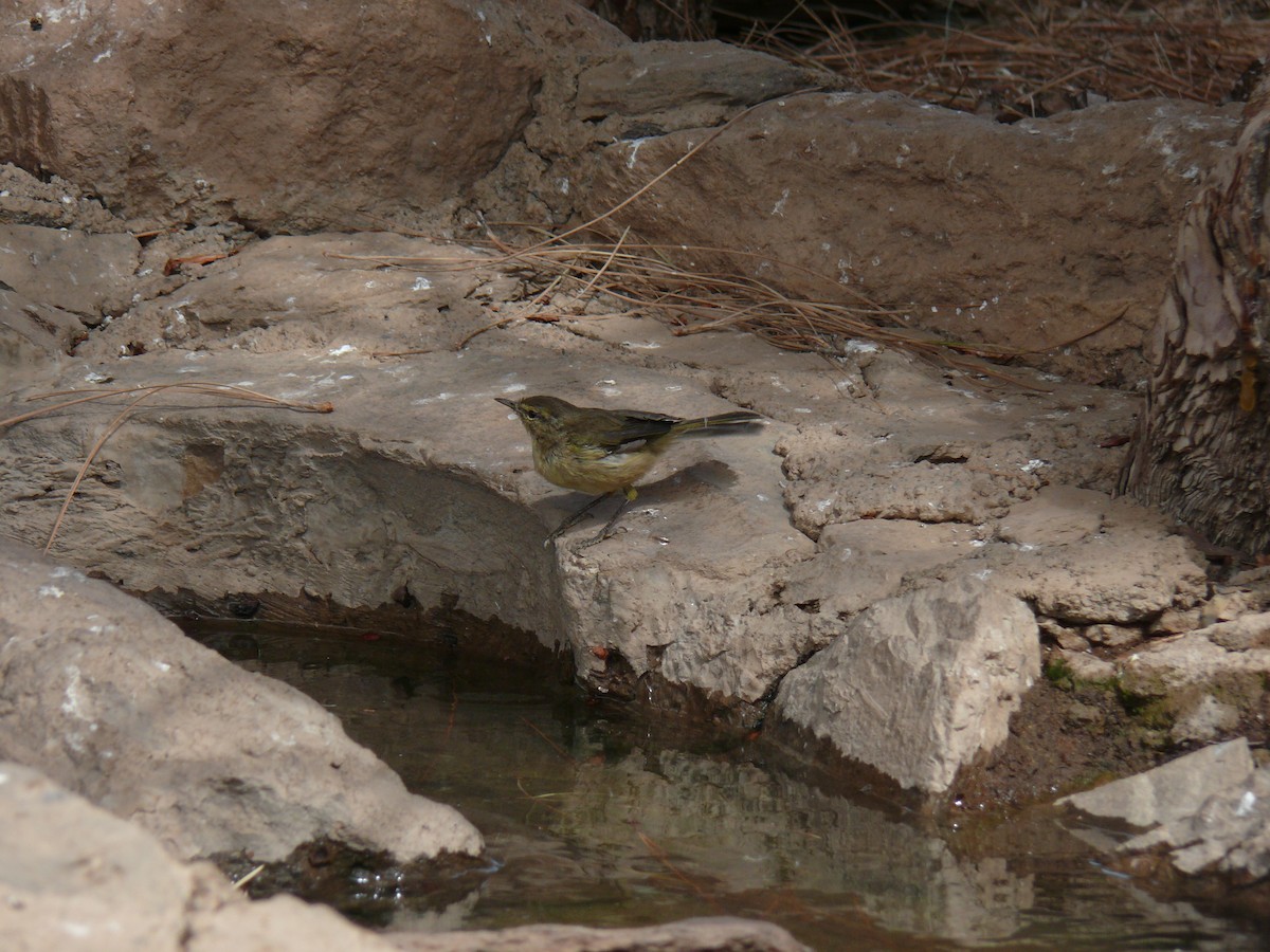 Canary Islands Chiffchaff - ML321302941