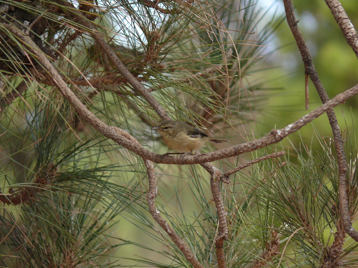Canary Islands Chiffchaff - ML321302961