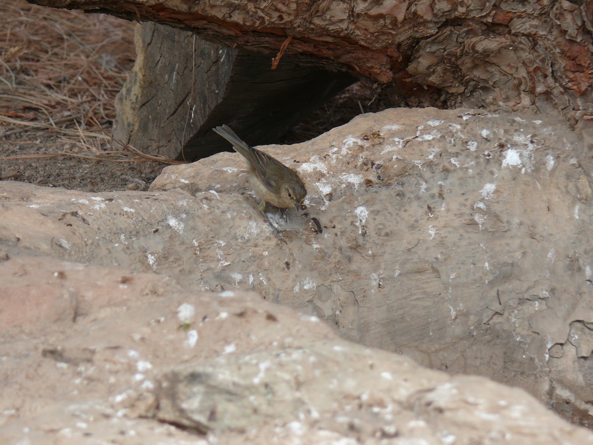 Canary Islands Chiffchaff - ML321302971