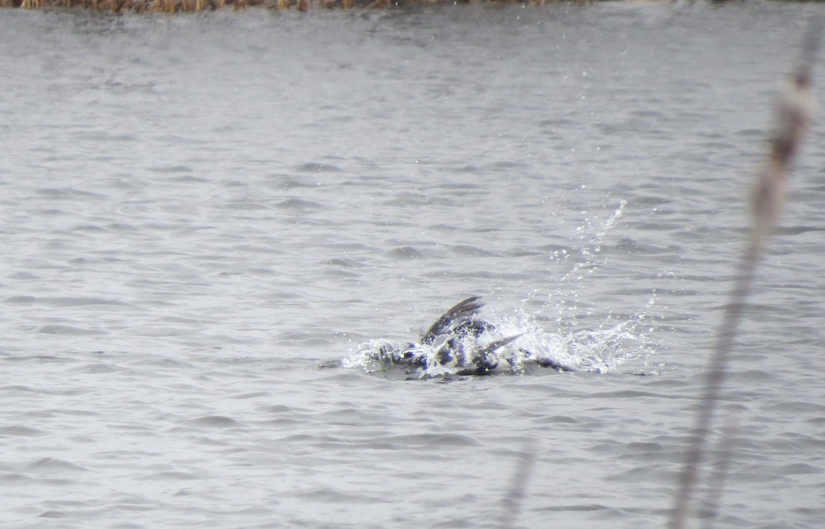 Hooded Merganser - ML321303811