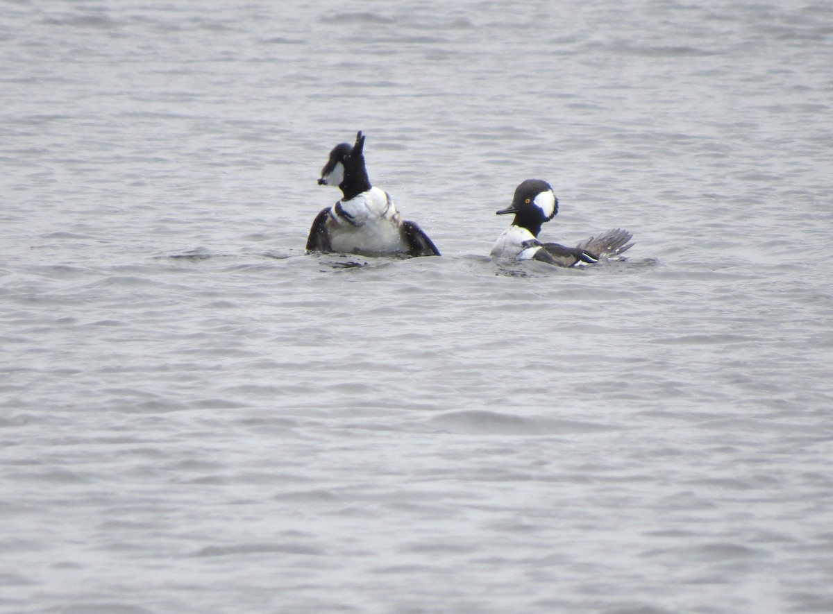 Hooded Merganser - ML321304001