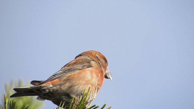 Parrot Crossbill - ML321304011