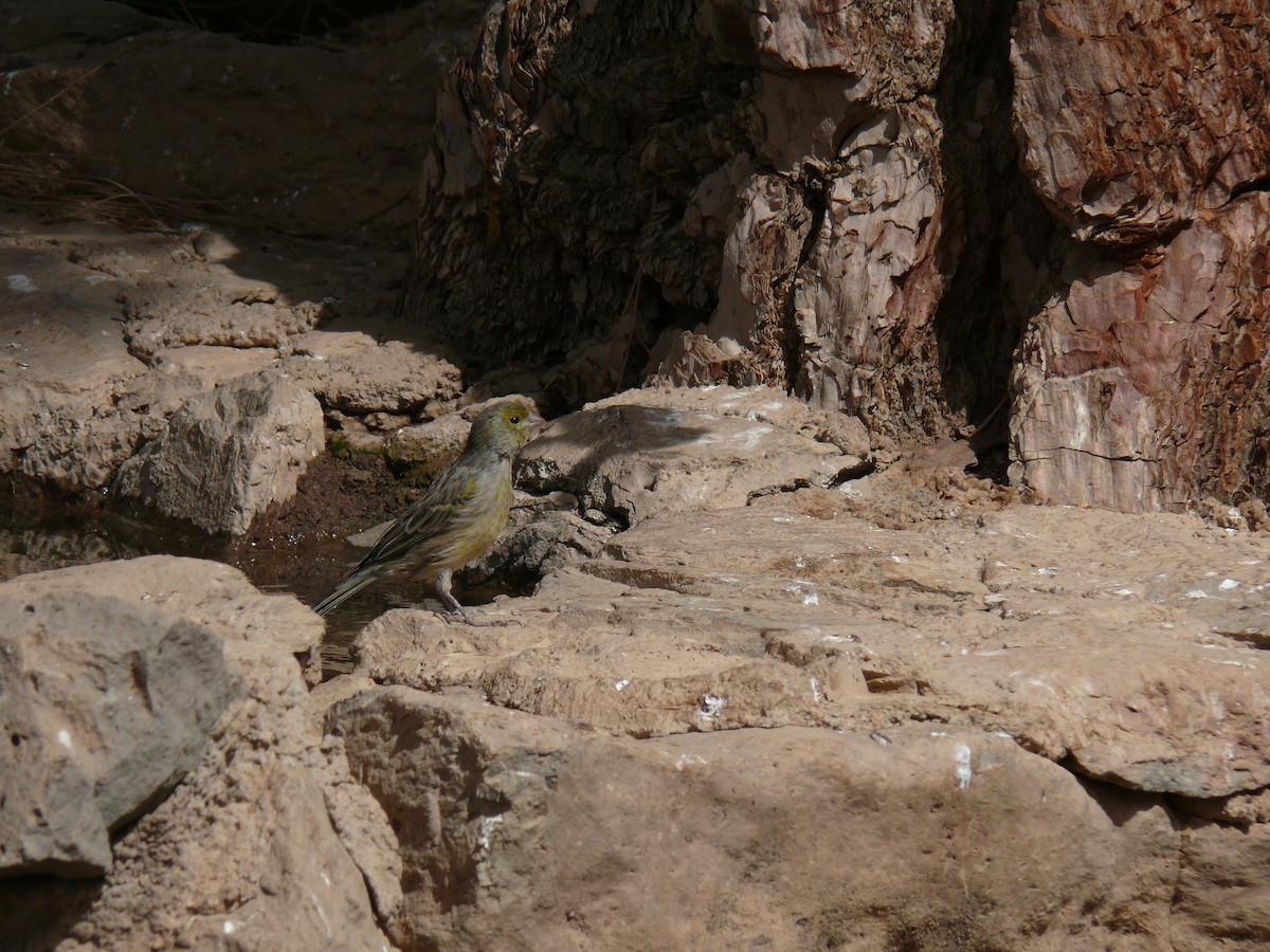 Serin des Canaries - ML321304421