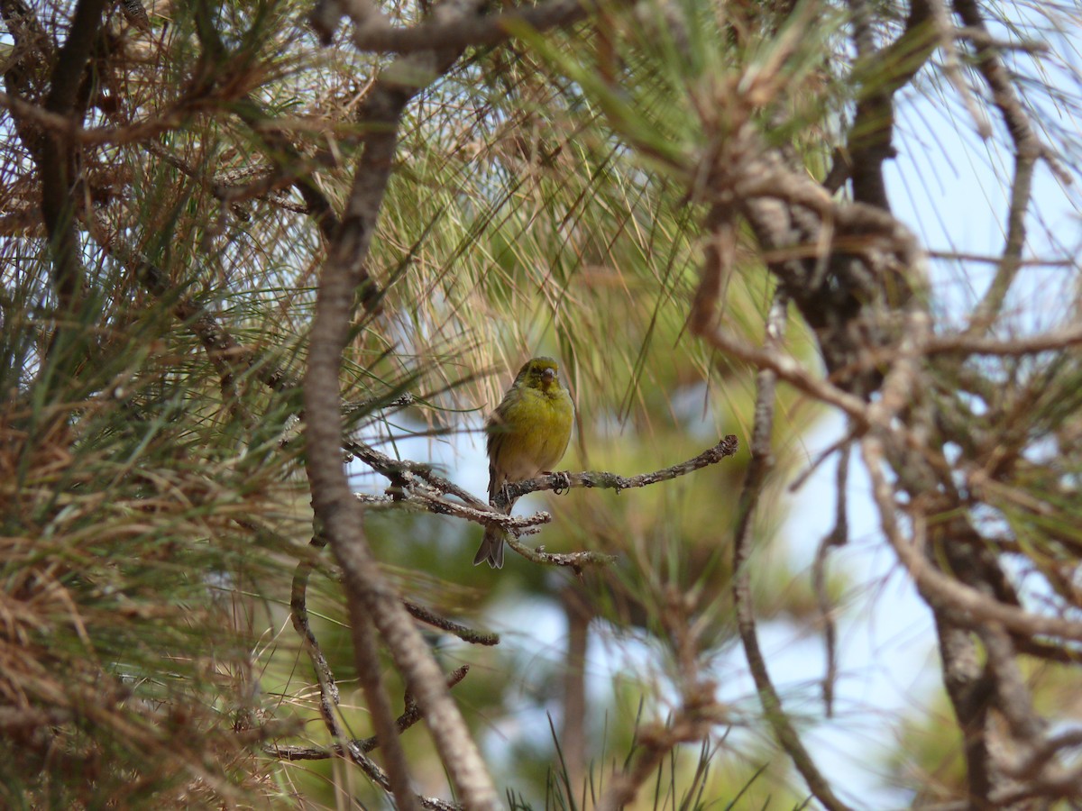 Serin des Canaries - ML321304431