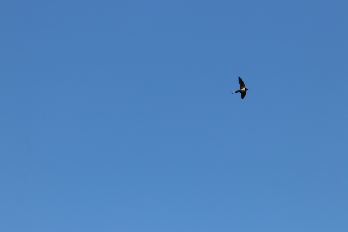 Barn Swallow - ML321304861