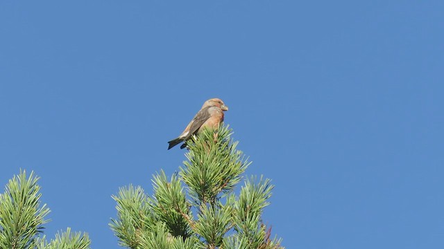 Parrot Crossbill - ML321305021