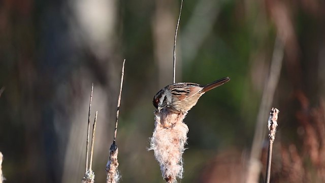 Болотная зонотрихия - ML321305961