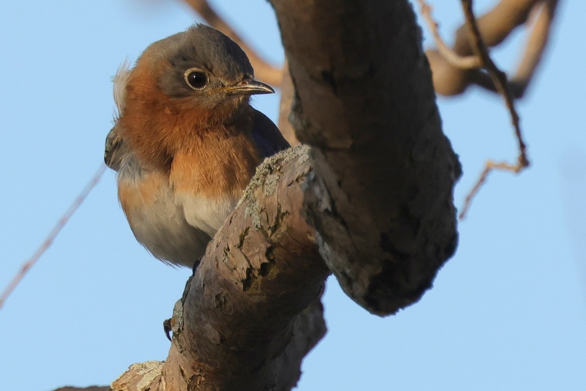 Eastern Bluebird - ML321306791