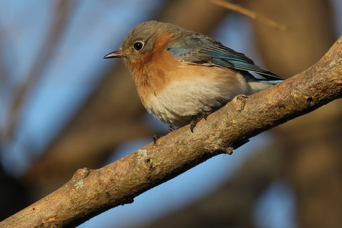 Eastern Bluebird - ML321306821