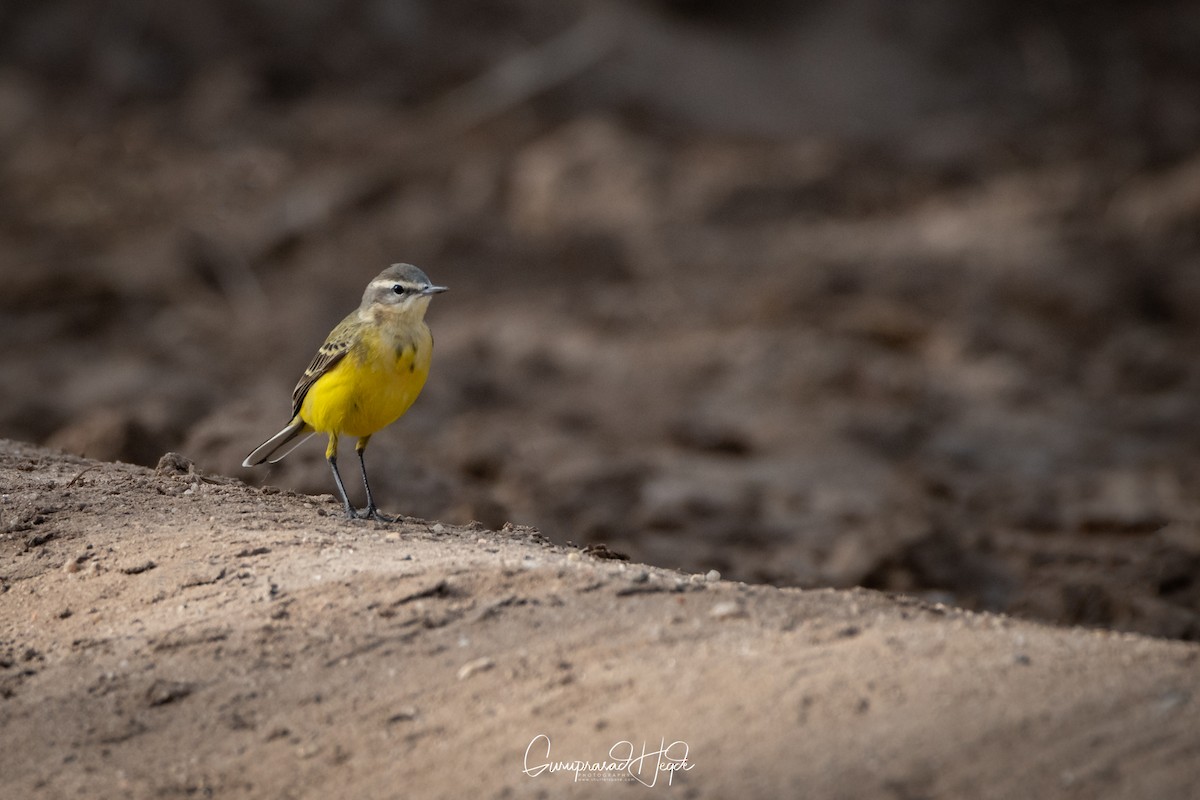 Western Yellow Wagtail - ML321308721