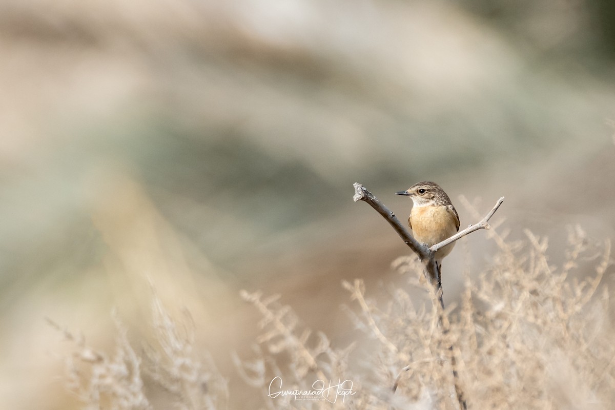 European Stonechat - ML321308751