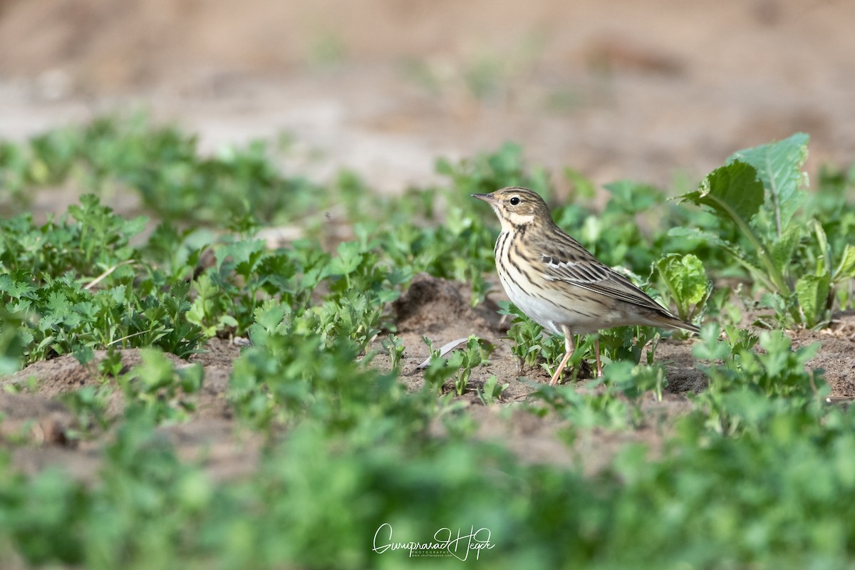 Tree Pipit - ML321308871