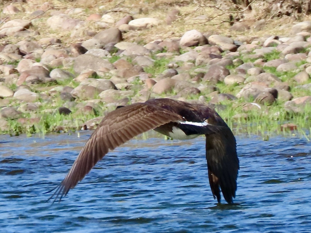 Canada Goose - Babs Buck