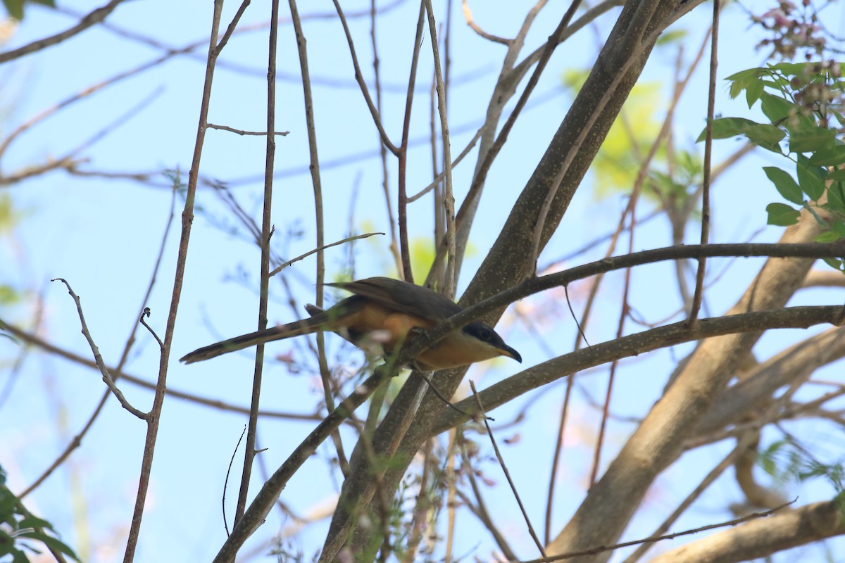 Mangrove Cuckoo - ML321309301