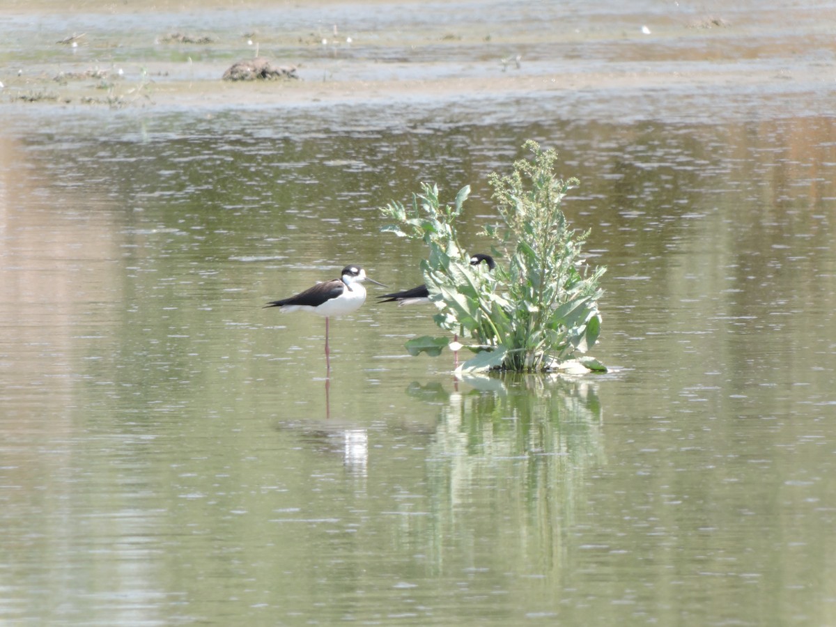 Black-necked Stilt - ML321309591