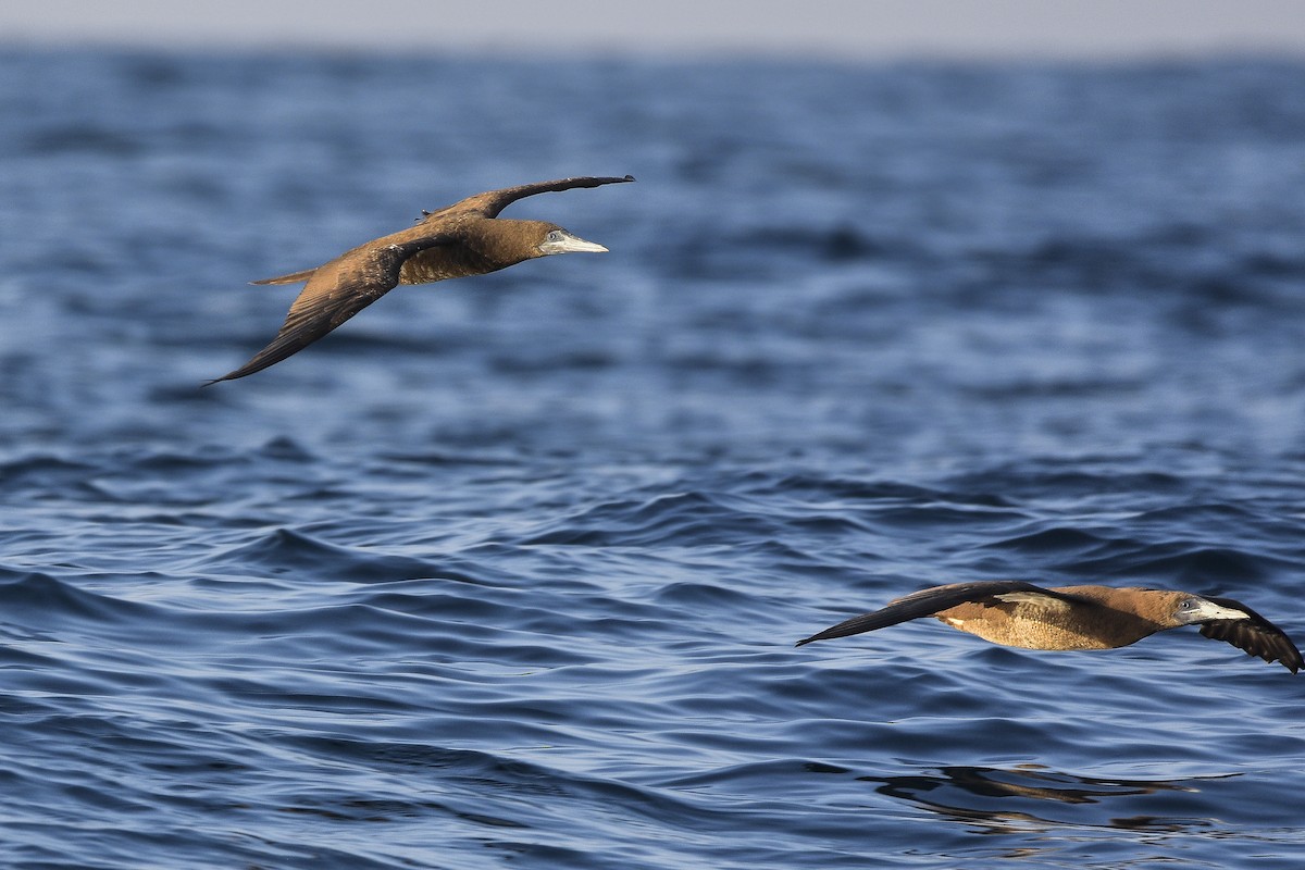 Brown Booby - Carlos Echeverría