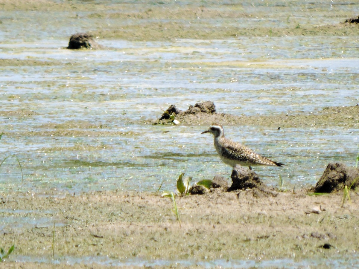 American Golden-Plover - ML321309701