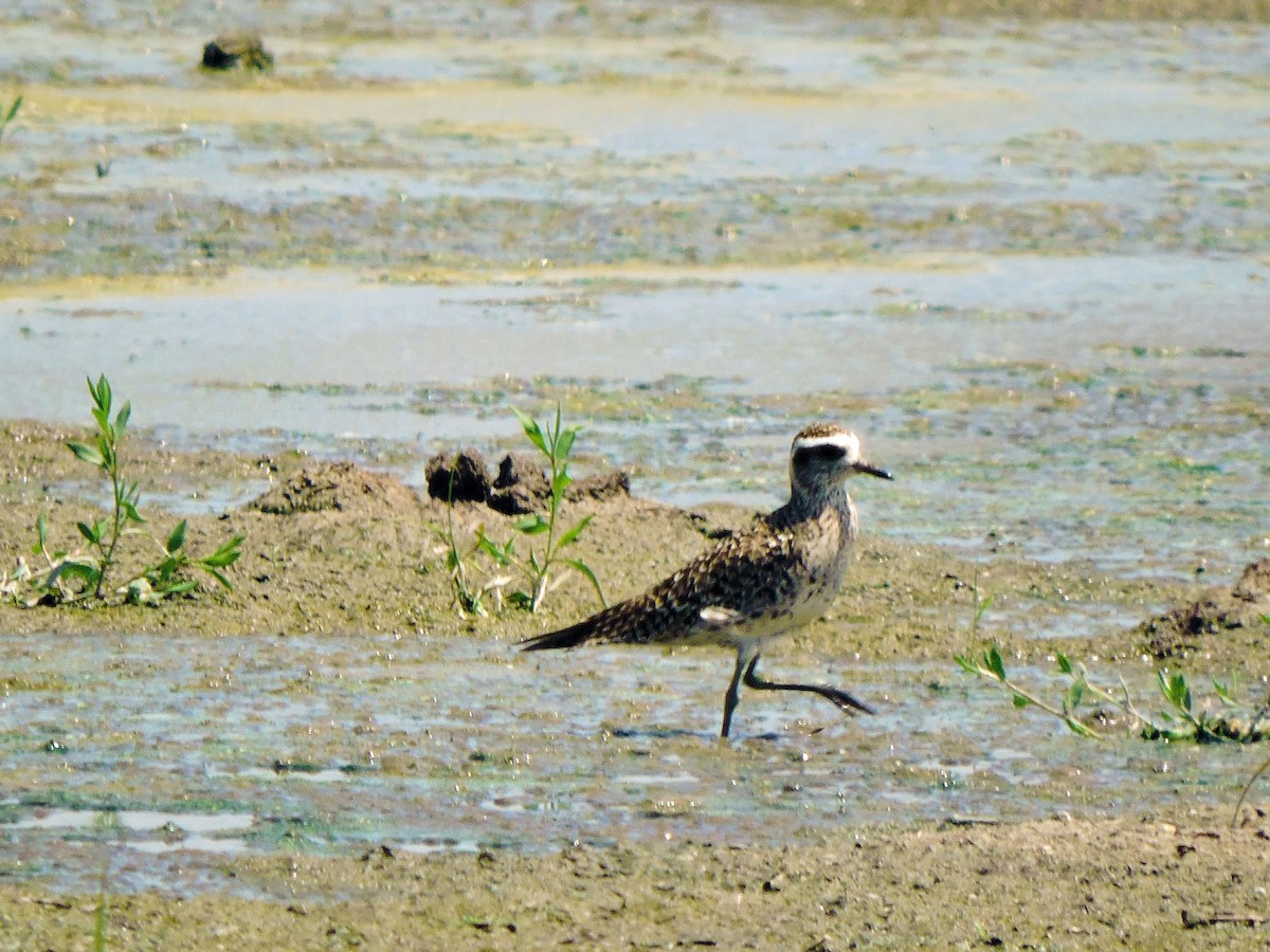 American Golden-Plover - ML321309721