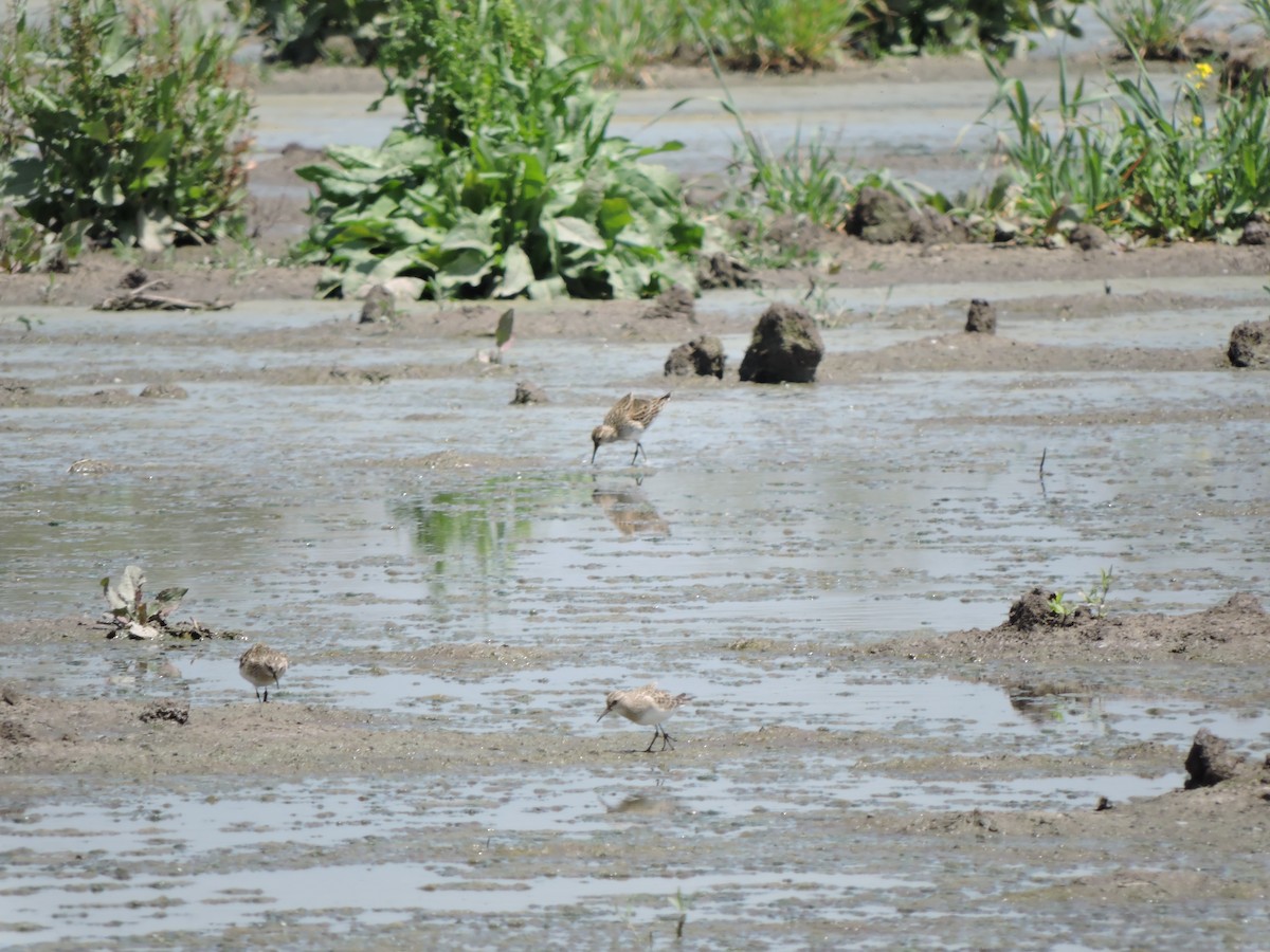 gulbrystsnipe - ML321310241