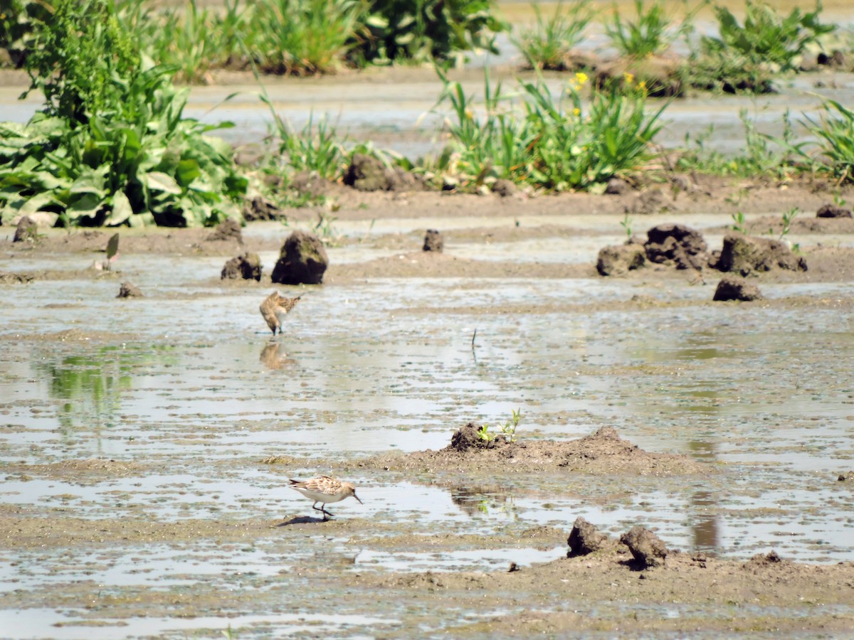 Baird's Sandpiper - Dante Alfredo Hernández-Silva