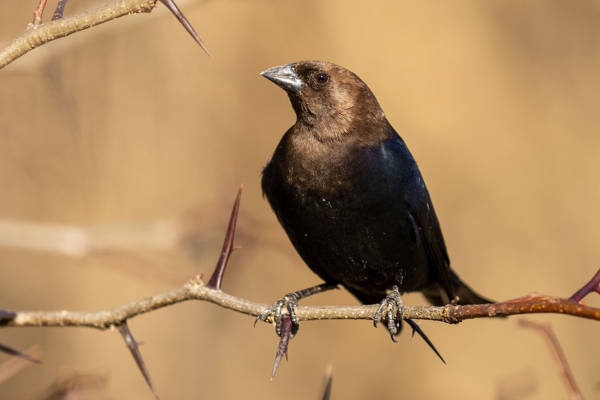 Brown-headed Cowbird - ML321310271