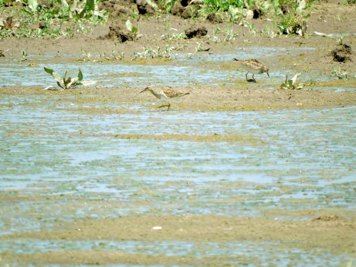 Pectoral Sandpiper - ML321310281