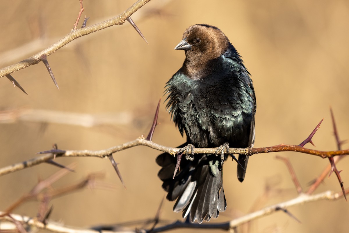 Brown-headed Cowbird - ML321310301