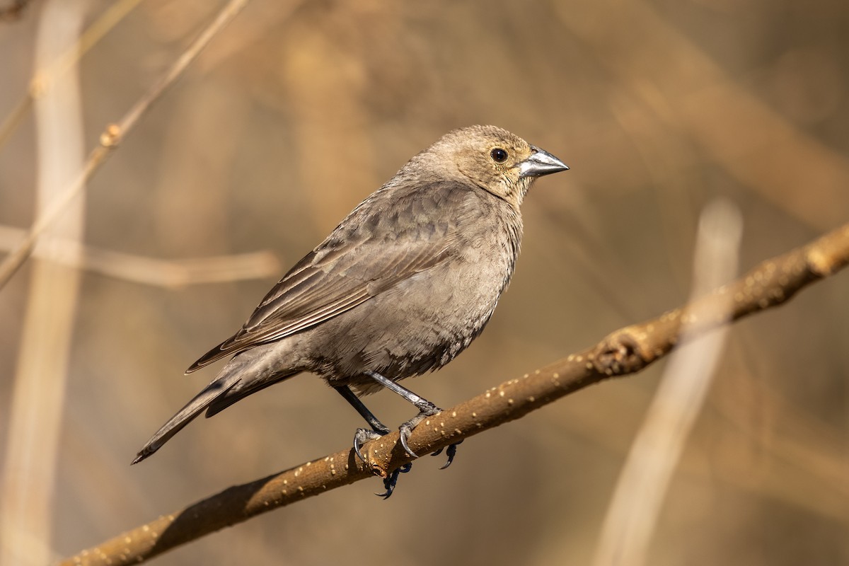 Brown-headed Cowbird - ML321310331