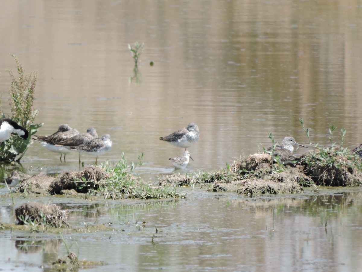 Wilson's Phalarope - Dante Alfredo Hernández-Silva