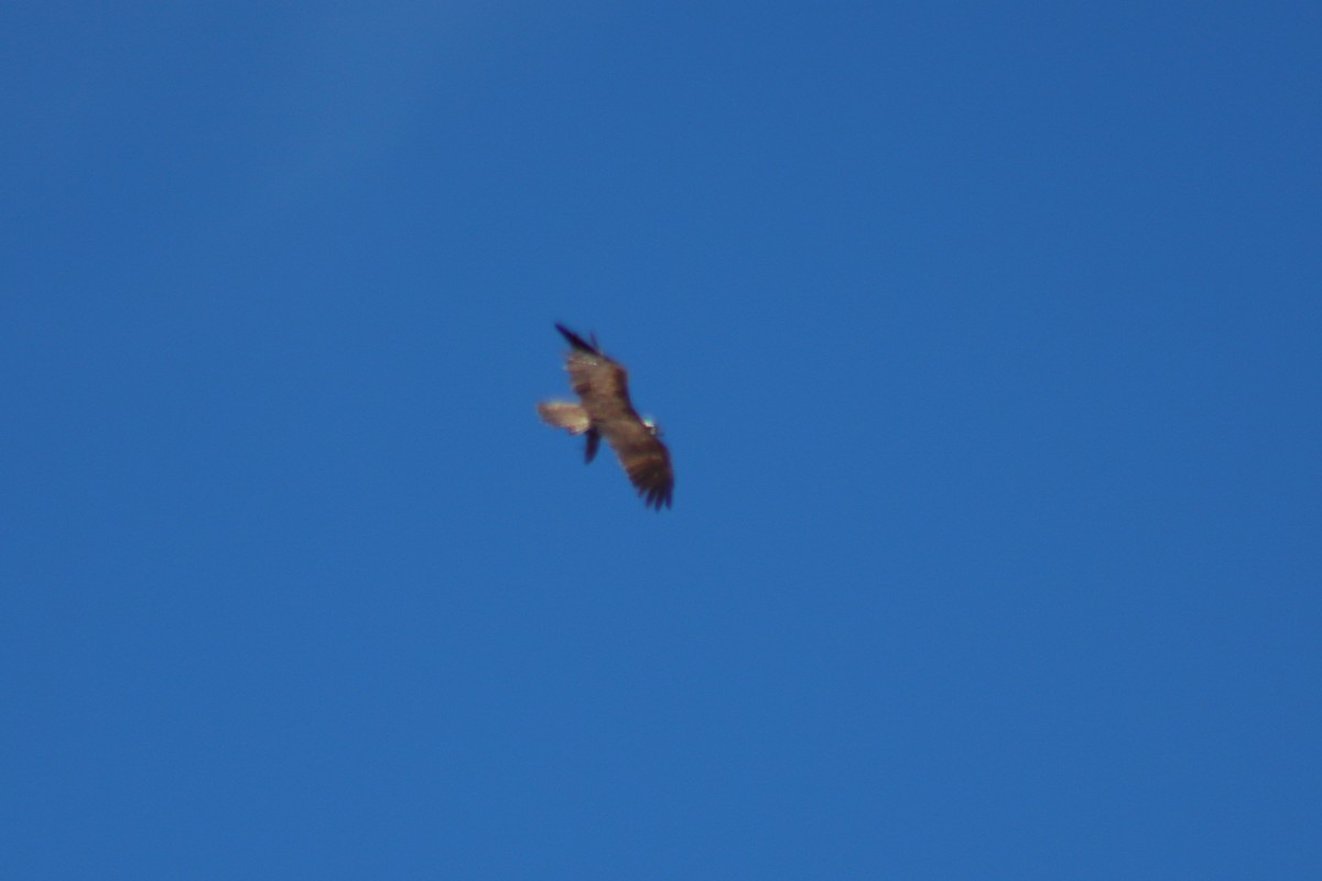 Osprey - Pedro Cardia