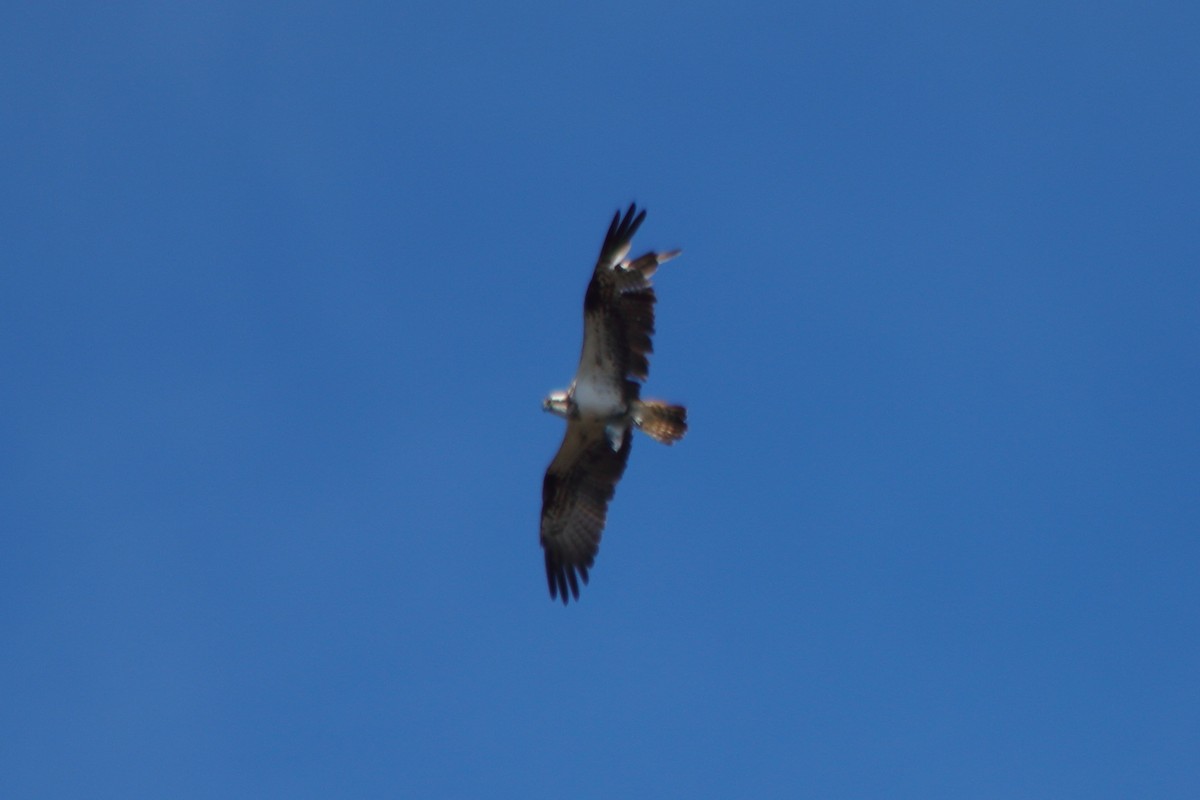 Osprey - Pedro Cardia