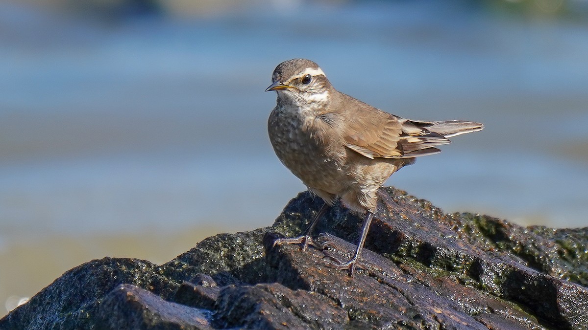 Buff-winged Cinclodes - ML321310941