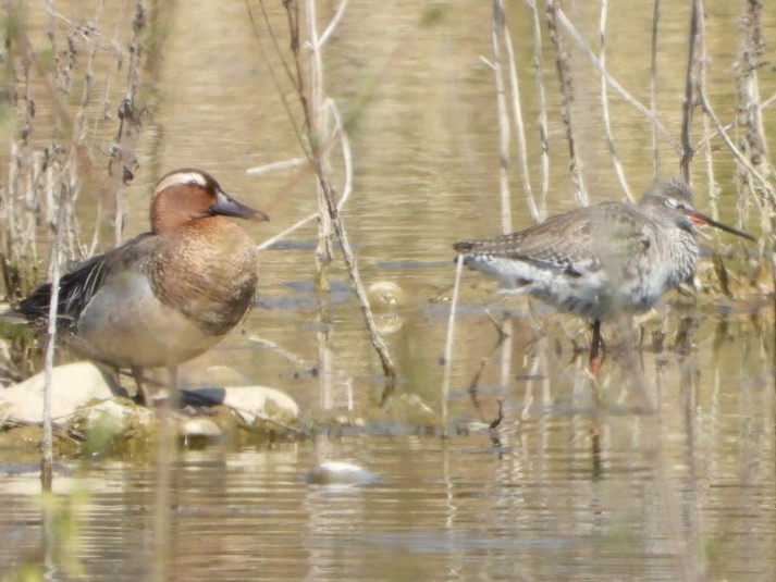 Spotted Redshank - ML321311221